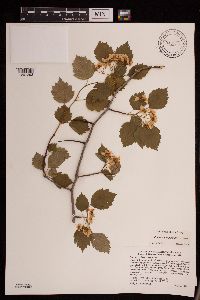 Crataegus macrosperma image