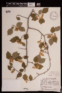 Crataegus macrosperma image