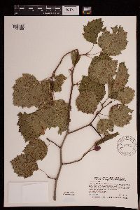 Crataegus submollis image