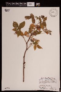 Rubus idaeus image