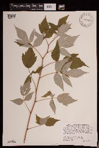 Rubus idaeus image