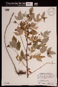 Rubus idaeus image