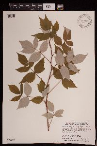Rubus idaeus image