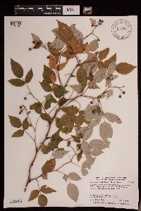 Rubus idaeus image