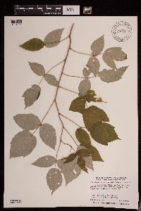 Rubus idaeus image