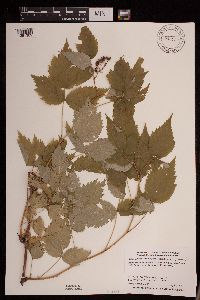Rubus idaeus image