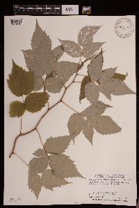 Rubus idaeus image