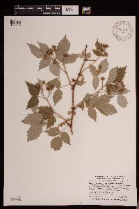 Rubus idaeus image
