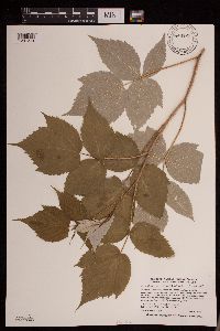 Rubus idaeus image