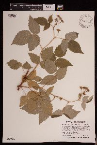 Rubus idaeus image