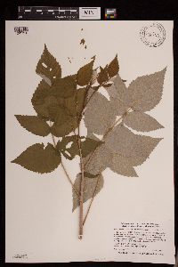 Rubus idaeus image