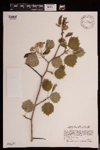 Crataegus submollis image