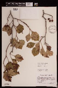 Crataegus submollis image