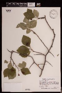 Crataegus succulenta image