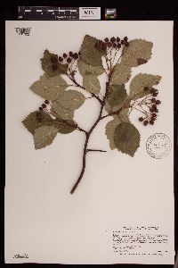 Crataegus succulenta image