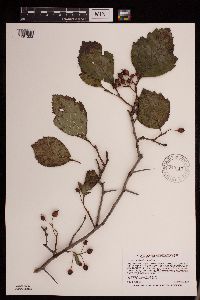 Crataegus succulenta image