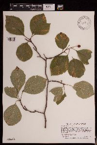 Crataegus succulenta image