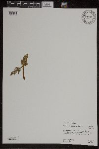 Botrychium michiganense image