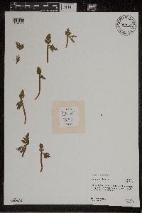 Botrychium michiganense image