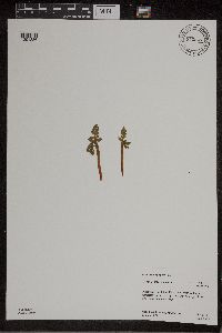 Botrychium michiganense image
