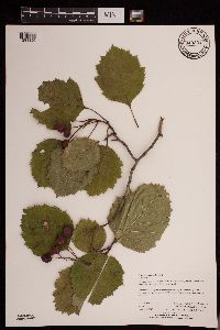 Crataegus submollis image