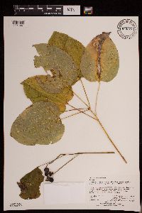 Media resource of Smilax ecirrhata