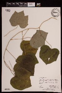 thumbnail image of current specimen