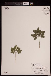 Media resource of Botrychium oneidense