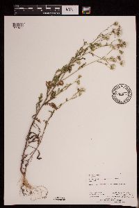 Senecio viscosus image
