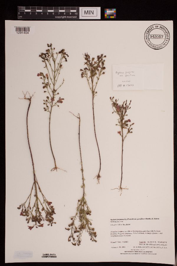 Agalinis purpurea image