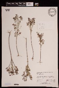 Agalinis purpurea var. parviflora image