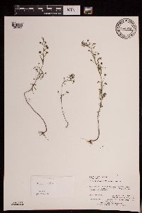 Agalinis tenuifolia image