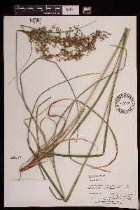 Scirpus pedicellatus image