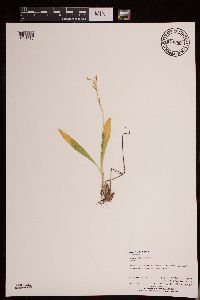 Media resource of Liparis loeselii