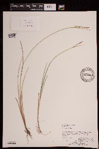 Carex livida image