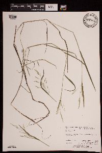 Torreyochloa pallida var. fernaldii image