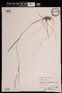 Poa saltuensis subsp. saltuensis image