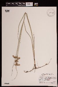 Juncus torreyi image