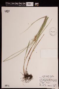 Carex brevior image