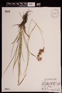 Scirpus pendulus image