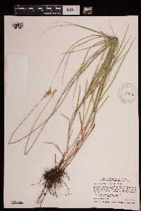 Carex brevior image