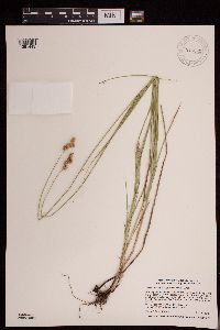 Carex brevior image