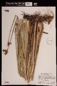 Schoenoplectus acutus image