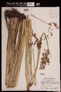Schoenoplectus tabernaemontani image