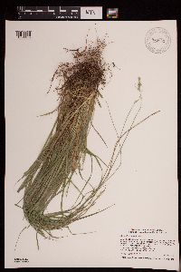 Carex deweyana image