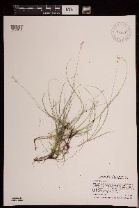 Carex disperma image