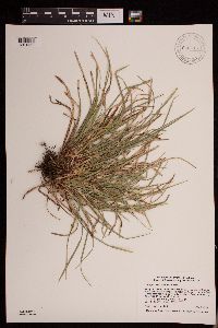 Carex pedunculata image