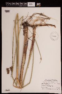 Schoenoplectus acutus image