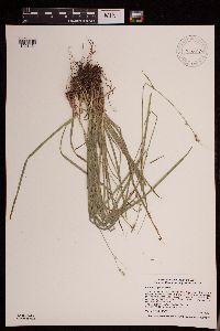 Carex deweyana image
