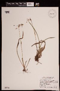 Luzula acuminata image